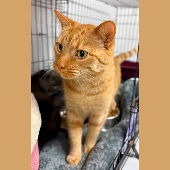 Photo of Simba
