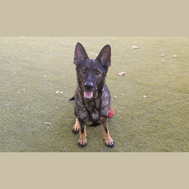 Photo of Arwen