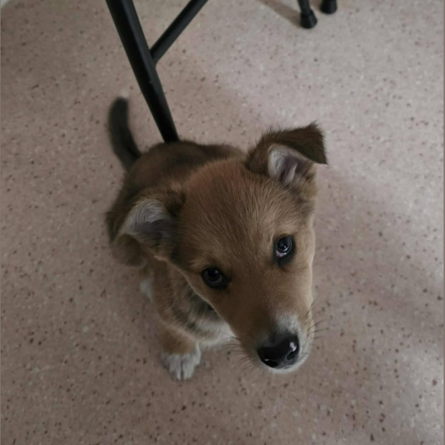 Photo of Mojo