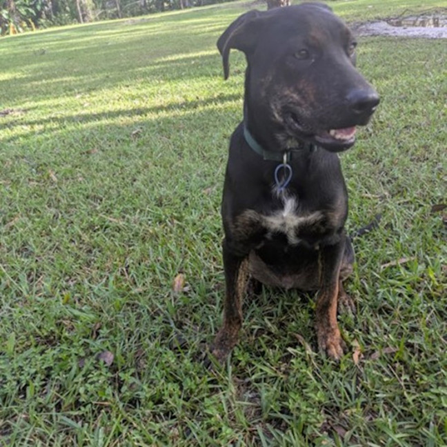 Photo of Rex