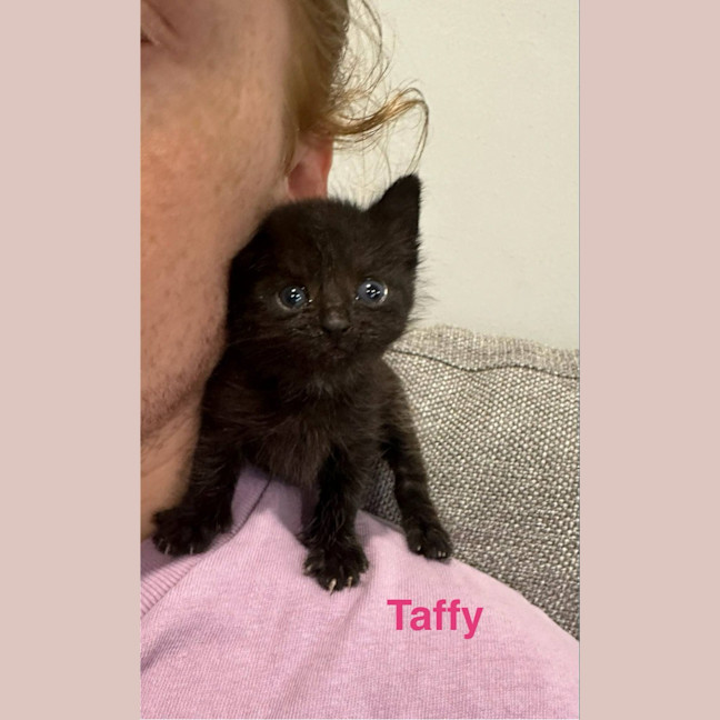 Photo of Taffy