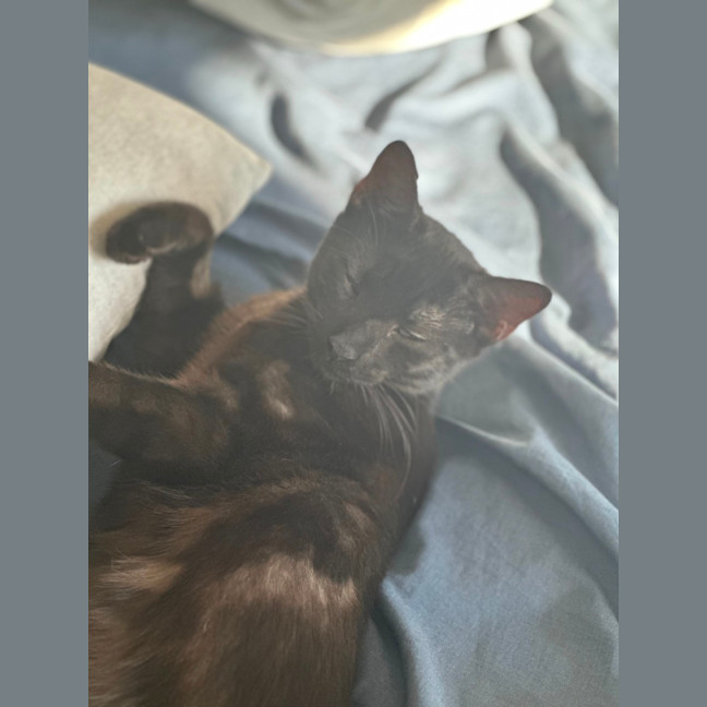 Photo of Myles The Black Panther