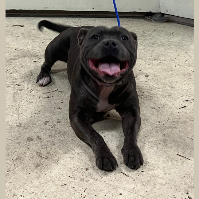 Photo of Trixie