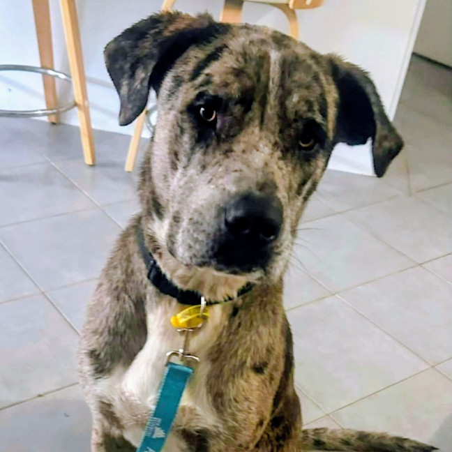 Photo of Patch