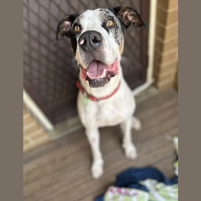 Photo of Rosco