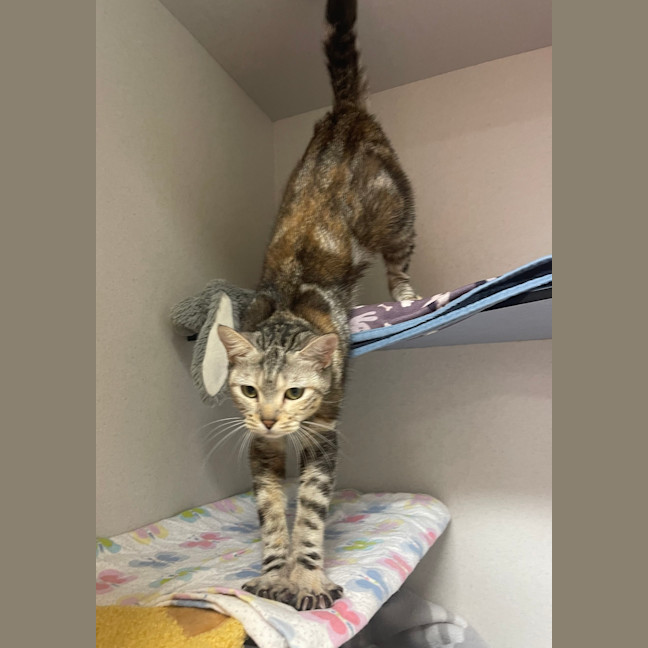 Photo of Athena