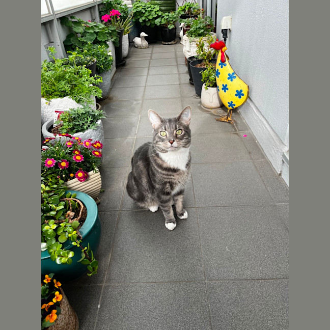 Photo of Quilly Willy