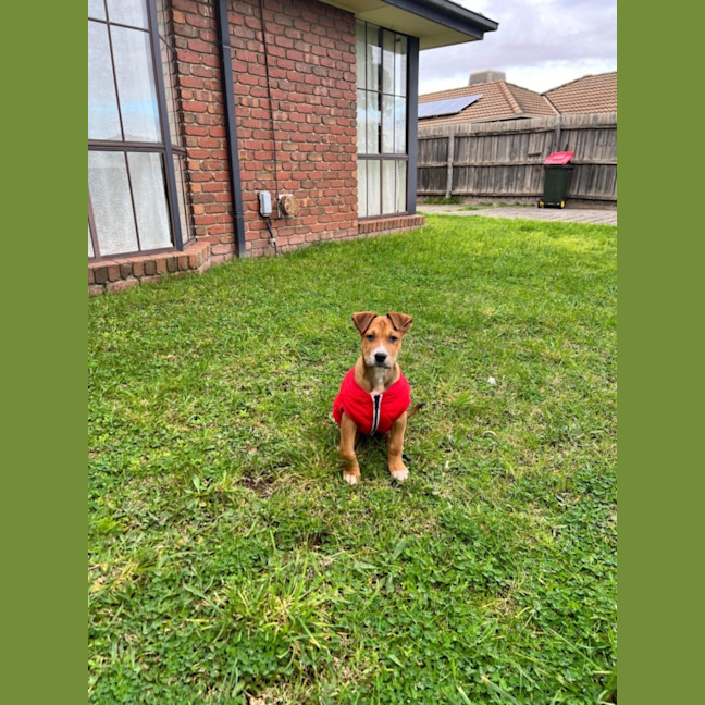 Photo of Bandit