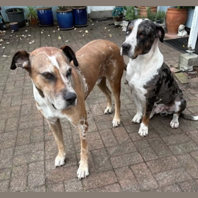 Photo of Bart & Cujo