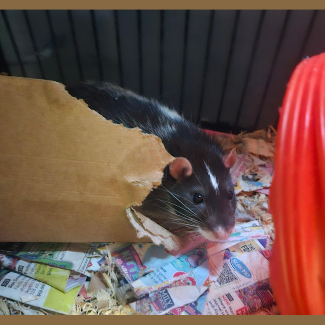 Photo of Cookie