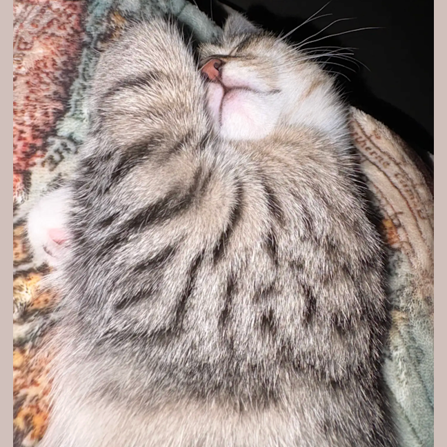 Photo of Smudge