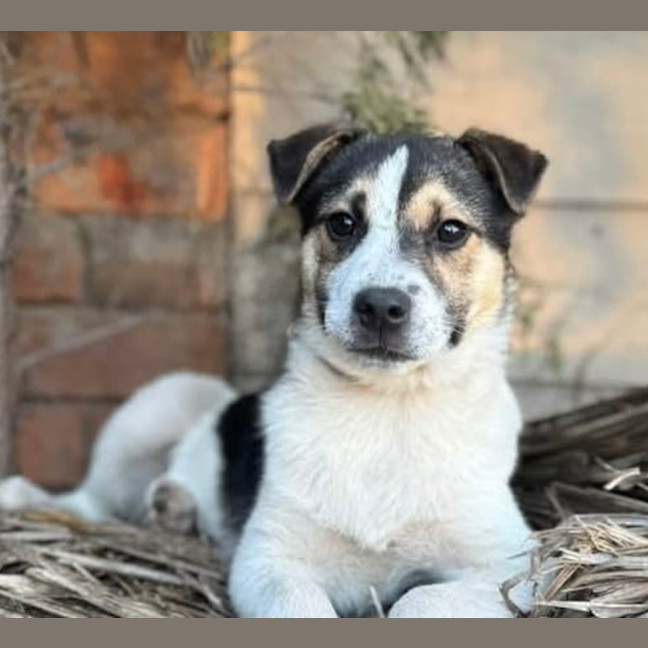 Photo of Flint