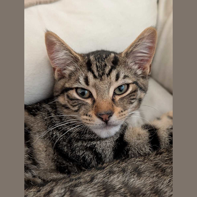 Photo of Kirby
