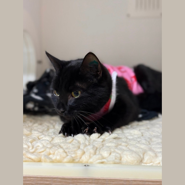 Photo of 🎬 Raven 6393 🎬