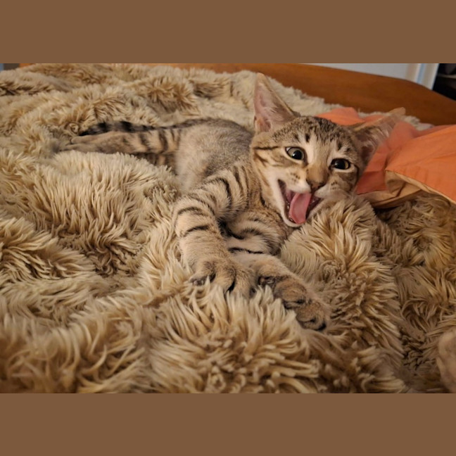 Photo of Paprika