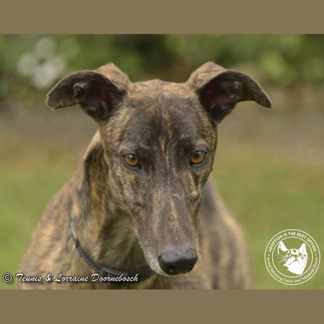 Photo of Dd (Detrie Bale)