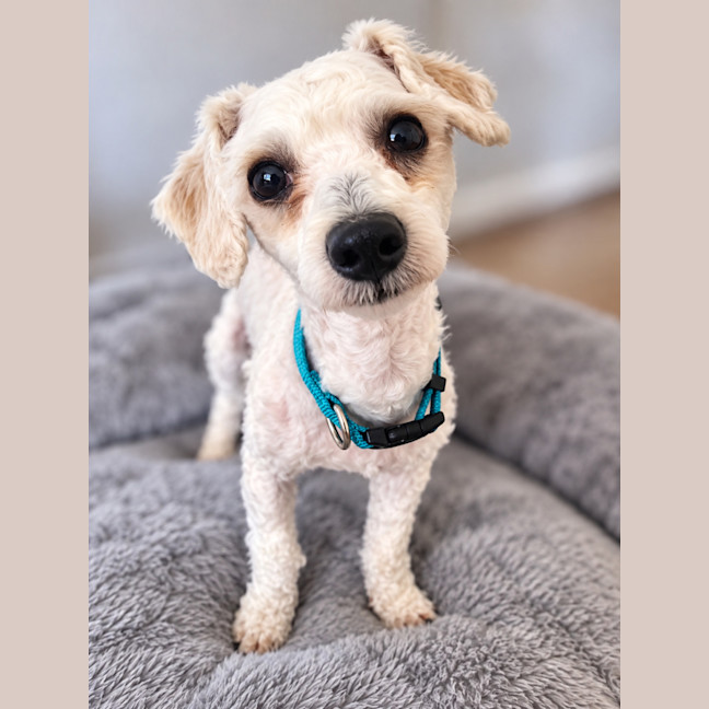 Photo of Alfie