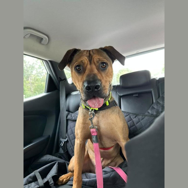 Photo of Rosco