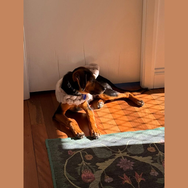 Photo of Archie   10 Month Old Beagle X Shepherd