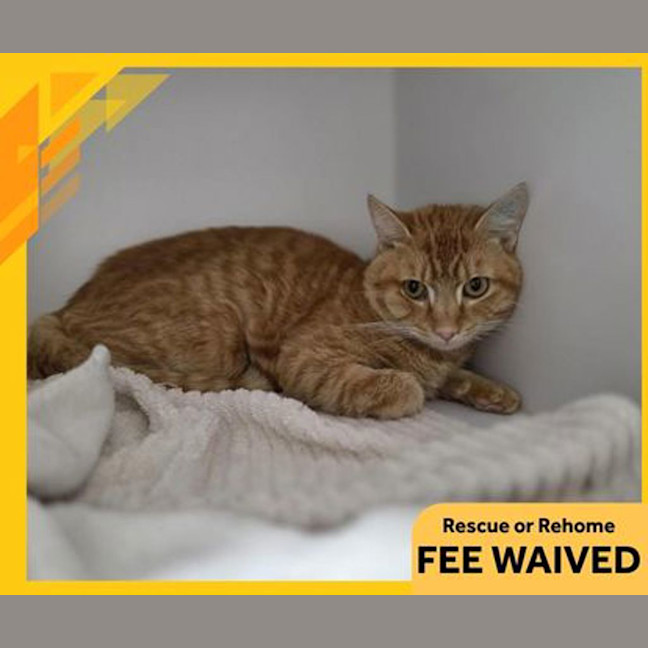 Photo of Groundskeeper Willie