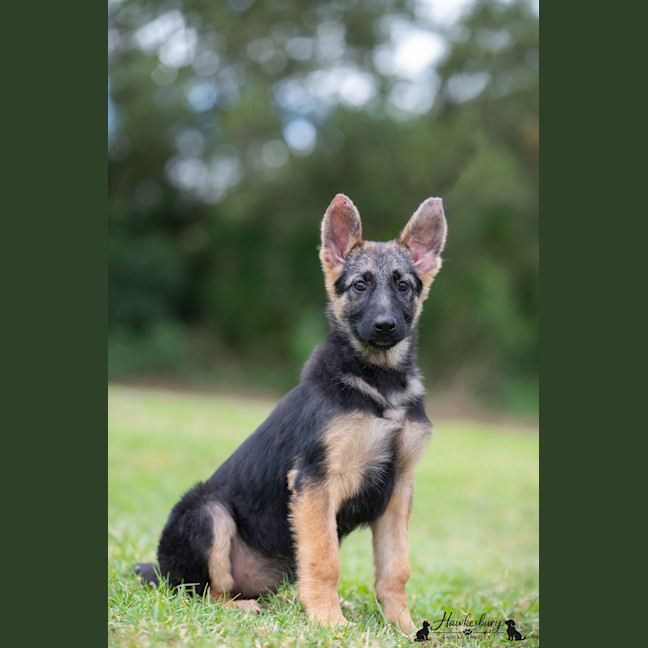 Photo of Ember