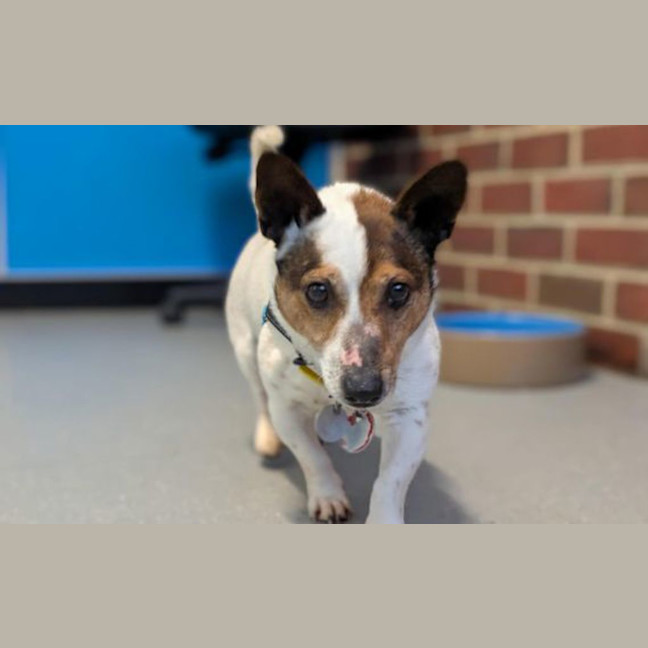 Photo of Otis