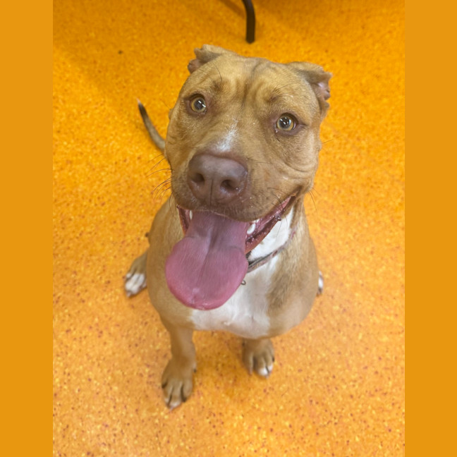 Photo of Nala