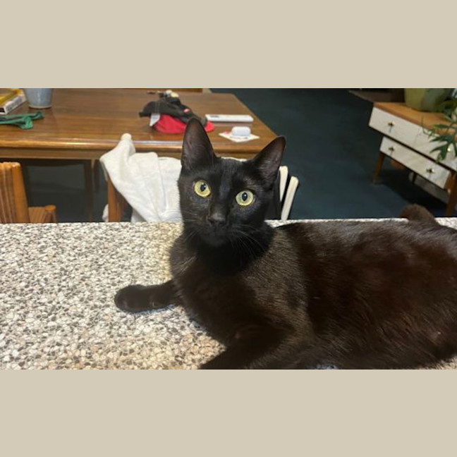Photo of Toothless