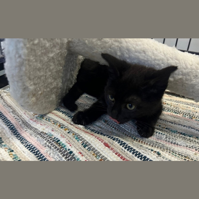 Photo of Wilbur