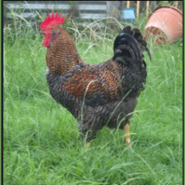 Photo of Scrappy Dickens The Rooster