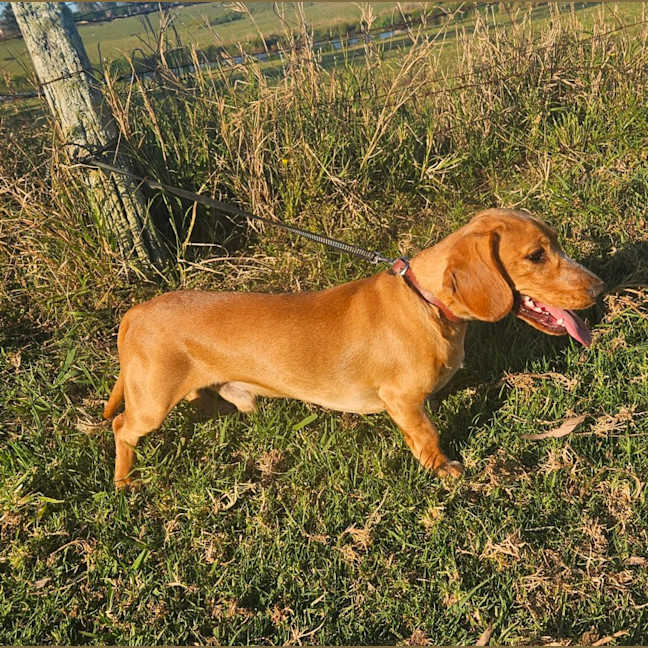 Photo of Rascal 