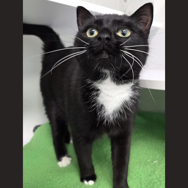 Photo of Oreo (Was Mischief)