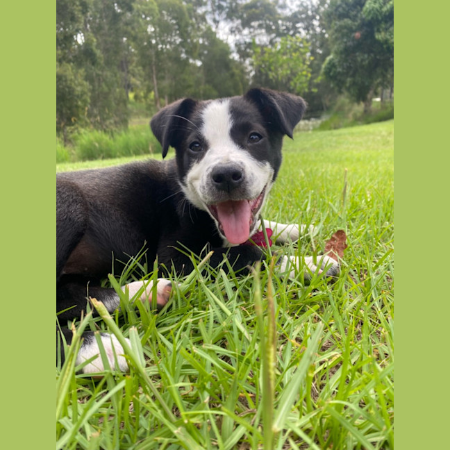 Photo of Olive 