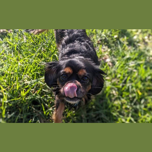 Photo of Muffin