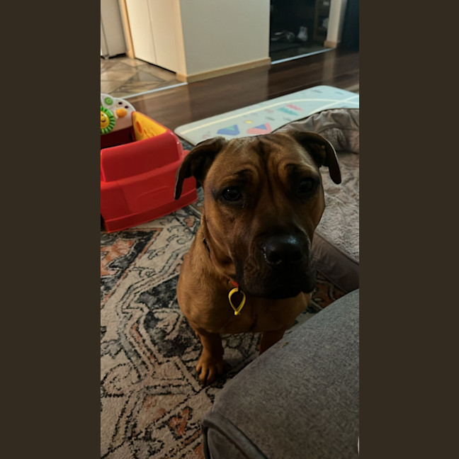Photo of Dixie