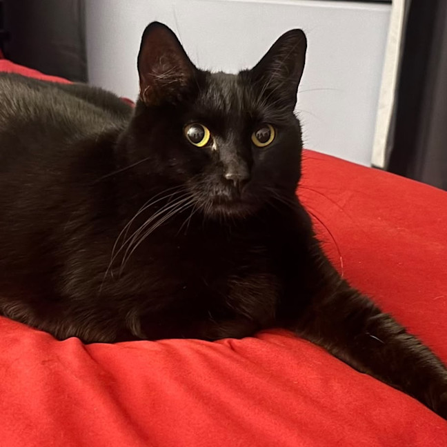 Photo of Sooty