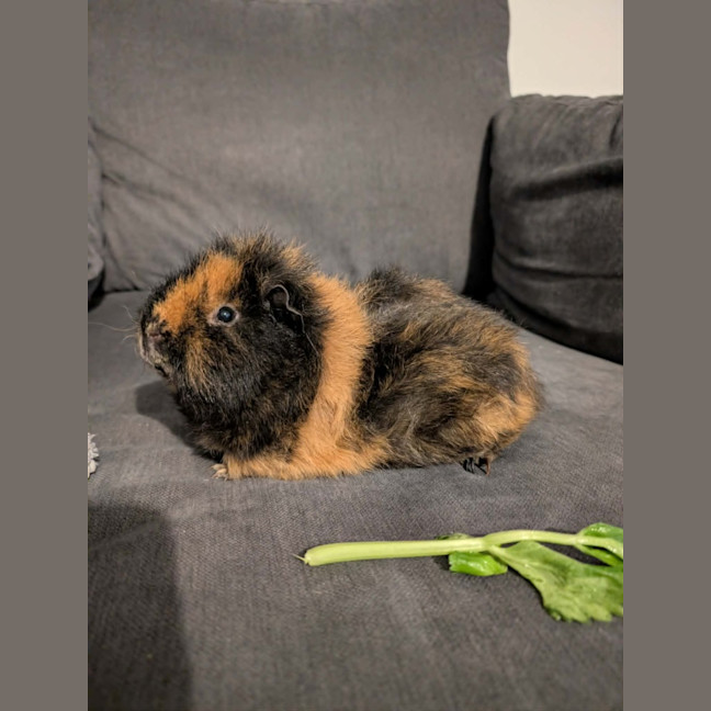 Photo of Donut