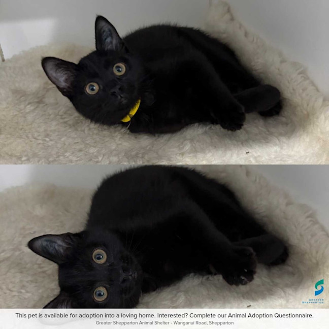 Photo of Luna