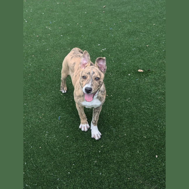 Photo of Thelma Imp 1900