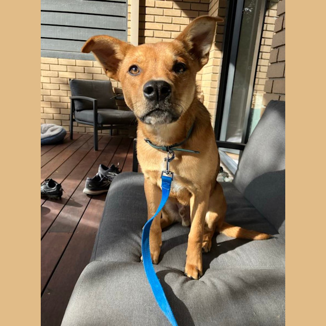Photo of Bandit 