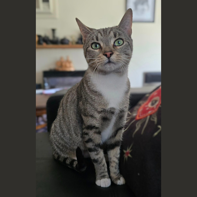 Photo of Fira