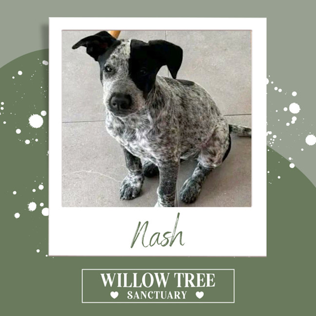 Photo of Nash