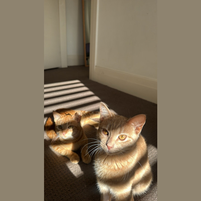 Photo of Tigger