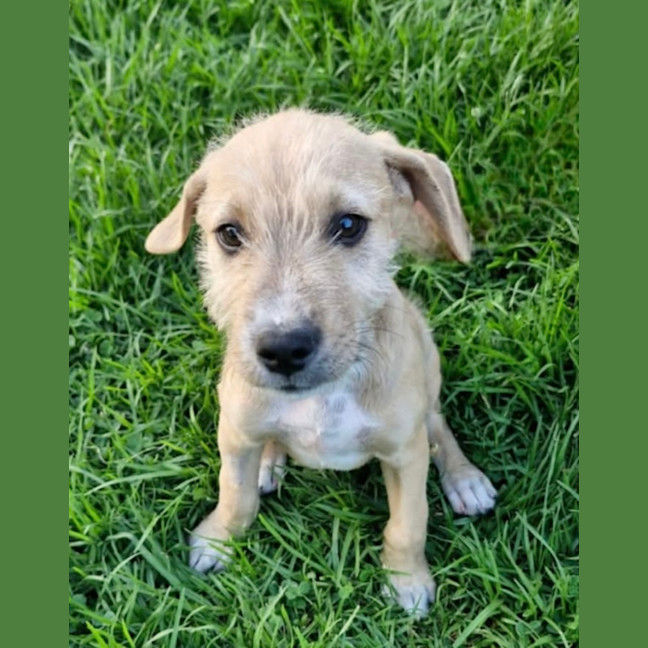 Photo of Chivas Regal 