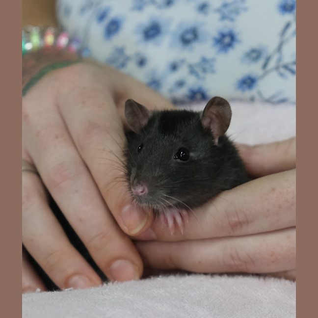 Photo of Charlee