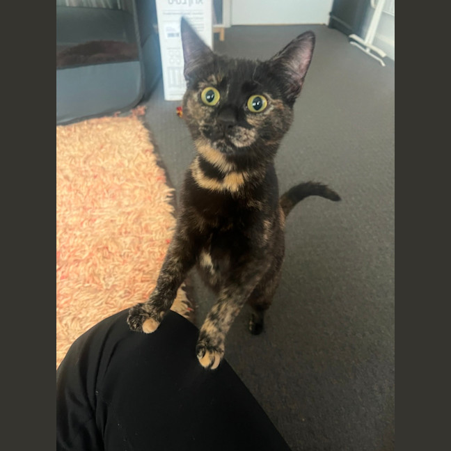 Photo of Zelda
