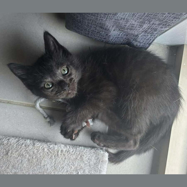 Photo of Piddles