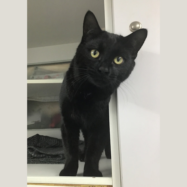 Photo of Zoot
