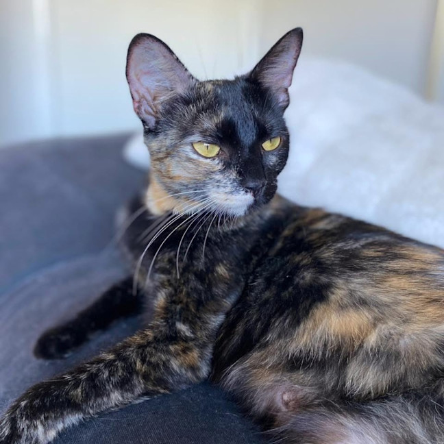 Photo of 11921   Pookie