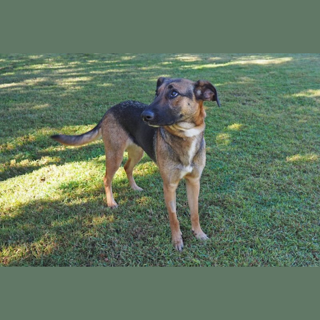 Photo of Dash